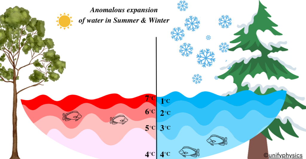 Anomalous Expansion of Water