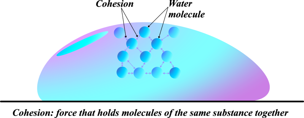 Cohesion and Surface Tension: