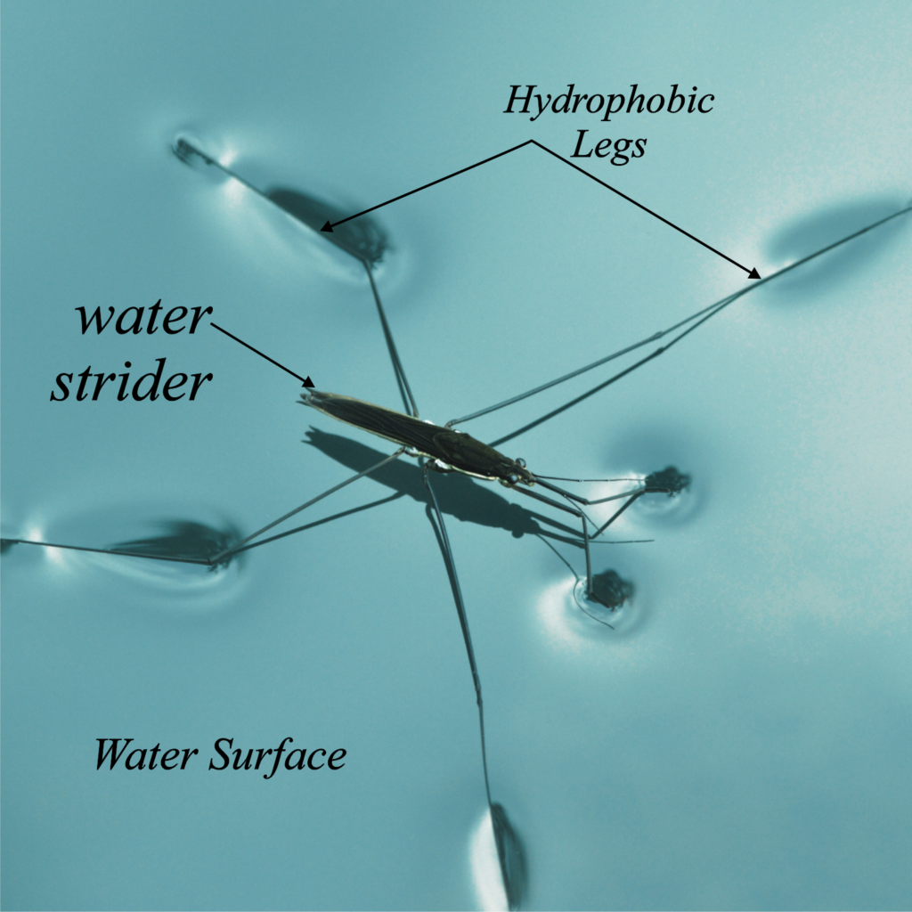 Water Striders