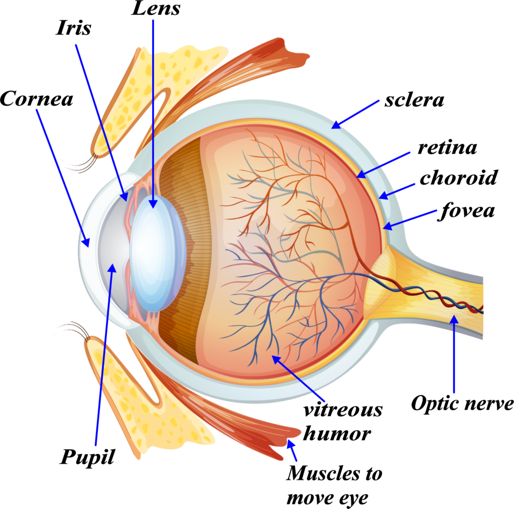 The structure of the human eye